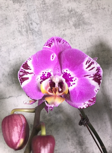 蝴蝶兰-藏宝图室内桌面绿植盆栽带花带包带花剑好养易活植物