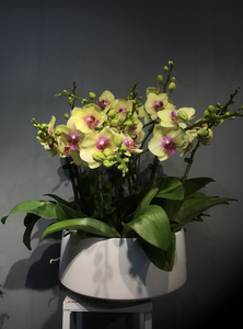 蝴蝶兰—朝日 室内桌面绿植盆栽带花带包带花剑好养易活植物