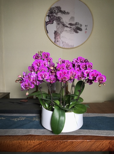 蝴蝶兰—小孔雀室内桌面绿植盆栽带花带包带好养易活