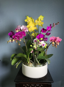 蝴蝶兰—混色组合 室内桌面绿植盆栽带花带包带花剑好养易活植物