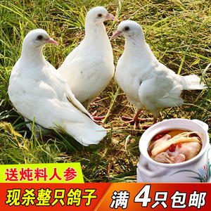 农家现杀肉鸽子土鸽新鲜乳鸽肉非老鸽子肉生鲜单只5两，满4只包邮