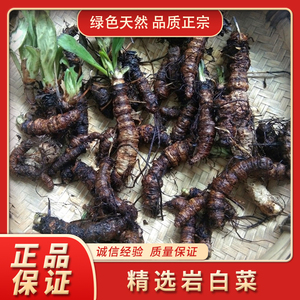 贵州野生岩白菜 中药材岩青菜猫耳朵石三七矮白菜石虎耳500g包邮