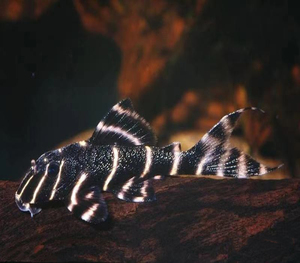 晨鱼水族南美异型野生l204金线黑斑马异形鱼活体观赏鱼热带淡水鱼