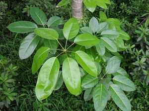 雨伞树苗大叶伞苗招财树观叶植物客厅办公室北欧盆栽绿植净化空气