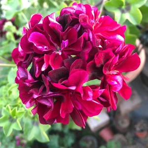 天竺葵花苗黑玫瑰