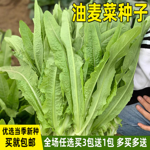 油麦菜种子四季播油麦菜种籽青菜种籽盆栽菜籽阳台庭院蔬菜种子孑