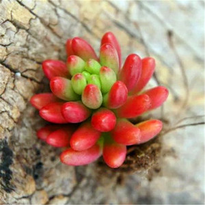 虹之玉 多肉植物有时候偏绿红色 绿植 容易掉叶子 新手注意