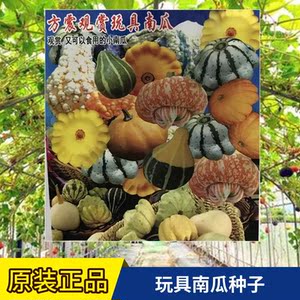 玩具南瓜迷你南瓜种子濑南瓜福禄寿瓜种籽玩偶南瓜飞碟瓜春季盆栽