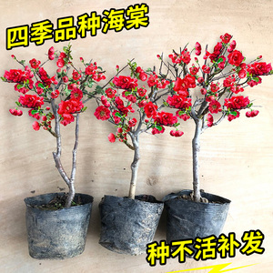 海棠花苗盆栽花卉植物室内花带花苞四季易活长寿冠海棠花树苗盆景