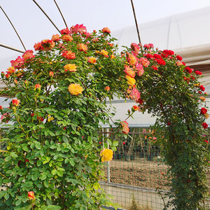 1米藤彩虹欧月藤本月季爬藤大苗盆栽 庭院四季易活植物浓香花卉