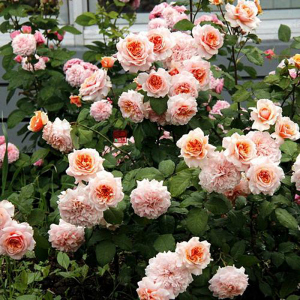 苏维尔西尼月季花苗庭院阳台花卉四季易活玫瑰盆栽