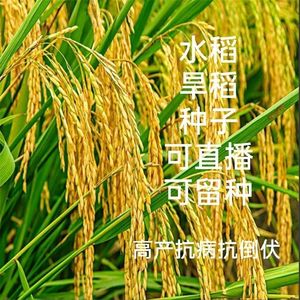 正宗高产好吃可留种水稻子旱稻种子旱谷香米旱稻籽糯谷种稻谷种子