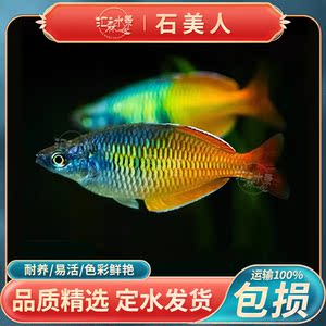 石美人鱼 热带鱼观赏鱼淡水鱼草缸中型灯科美人鱼蓝美人鸽子美人