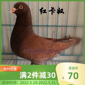 灰鸽子信鸽下蛋鸽赛鸽鸽子活一对黄金甲幕利门火凤凰黑金刚银王鸽