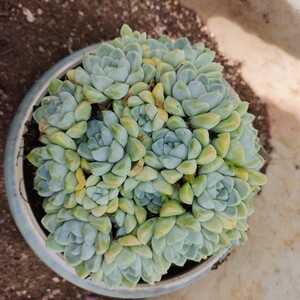 多肉厚叶月影一物一拍(脱土裸根)云南多肉老桩群生
