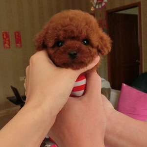 出售纯种泰迪犬幼犬长不大的茶杯玩具泰迪犬迷你型贵宾宠物狗衣服