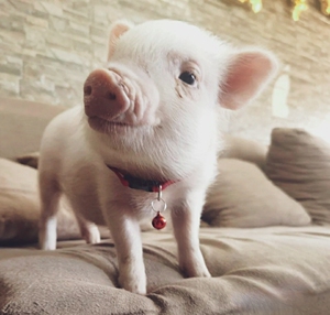 小型宠物猪活体包活泰国迷你小香猪迷你猪纯种宠物猪长不大家养猪