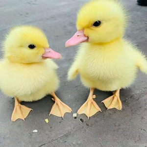 柯尔鸭活物幼崽小鸭子活宠物纯种网红小黄鸭子活可达鸭营养活体苗