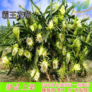 霸王花苗 霸王鞭量天尺剑花 仙人掌科多肉植物盆栽蟹爪兰嫁接砧木