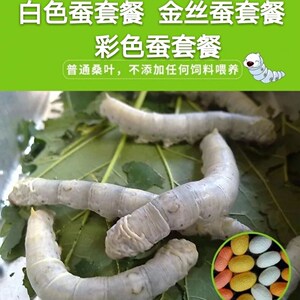 蚕宝宝巨型彩色