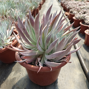 仙女杯多肉老桩大盆群生雪山奴新款稀有品种云南基地直发园艺绿化