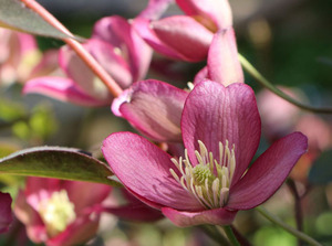 铁线莲玫瑰花蕾