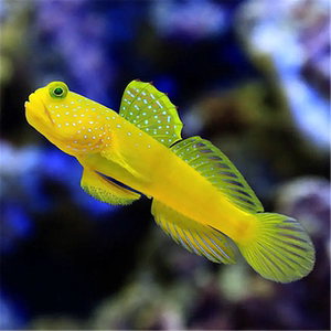 渔场【广州骏升】海水鱼 珊瑚 观赏鱼 黄金虾虎