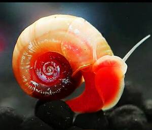 红色苹果螺观赏活体蜗牛鱼缸清洁宠物除藻神秘河豚乌龟饲料