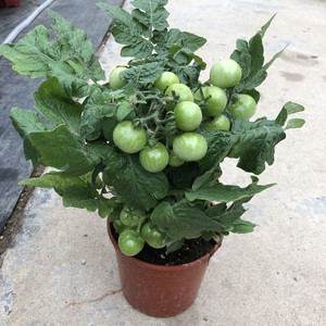 圣女果苗盆栽带果食用西红柿矮生樱桃小番茄植物阳台庭院四季好养