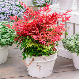 【虹越】进口南天竹盆栽调色植物常绿观叶灌木花叶彩叶品种