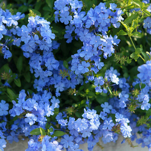 虹越蓝雪花盆栽常绿半灌木耐热长势强养护简单多季开花现货150#苗