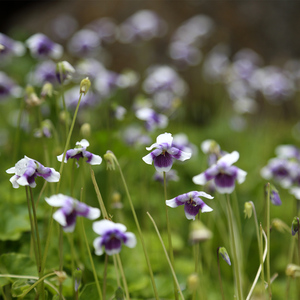 80weishaupt111淘宝肾叶堇菜熊猫堇苗四季开花地被垂