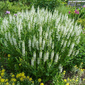 多年生耐寒花卉四季开花林荫鼠尾草花苗阳台盆栽花园庭院花境植物