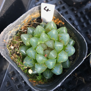 黑肌玉露锦