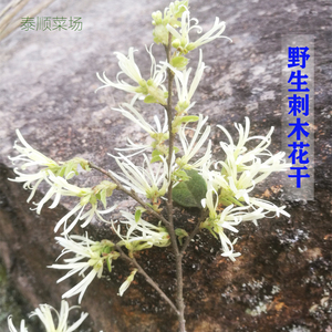 鹭冠旗舰店天猫中药材 继木 别名:桎木柴 坚漆 檵木 鱼骨柴 满山白