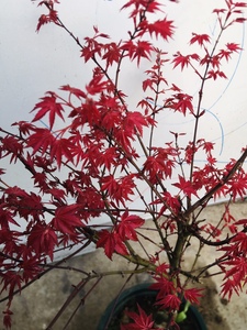 红小袖 日本红枫 盆景盆栽