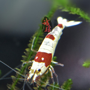 纯血水晶虾 厚白纯系观赏虾 活体宠物虾 虎牙丸子白区辉煌级别