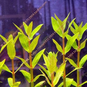自养水草淡水鱼缸活体装饰造景有茎类中后景 稀有水草 天堂鸟