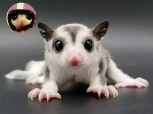 蜜袋鼯鼬鼠密袋米袋飞鼠玩家活体幼崽会飞自家繁育好上手网红抖音