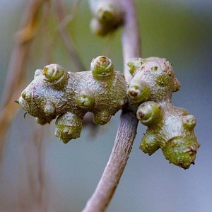 藤三七川七土田七盆栽绿植花卉雨林造景植物易养室内外爬藤垂吊