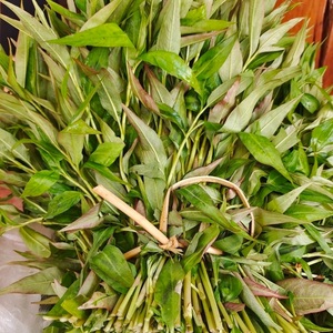 香辣柳云南特有香料 新鲜香柳菜芳香扑鼻饭店配菜去腥提味一斤