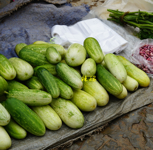 云南新鲜野生老品种黄瓜 大黄瓜 凉拌炒鸡蛋500克