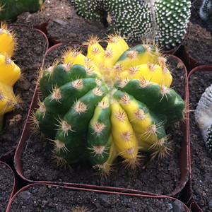 稀少仙人球大豪丸锦品相佳多肉植物桌面防辐射吸收甲醛花卉盆栽