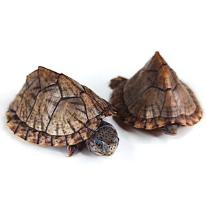 仙兽谷剃刀龟苗活体麝香龟深水龟剃刀蛋龟屋顶龟巨头龟观赏宠物龟