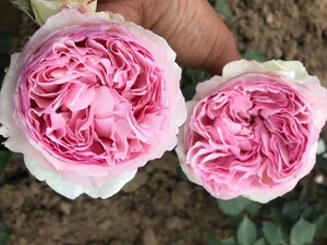 伊芙乙女心 伯爵 贵族香水 新品月季 强香包对版