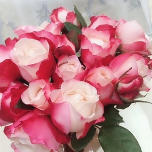 新品切花 思乡/乡愁 切花大花盆栽月季花苗