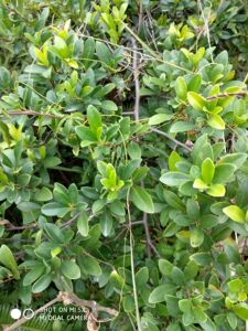 新鲜酸藤子 酸藤果 山盐酸鸡 酸醋藤 入地龙 信筒子 藤叶500克包