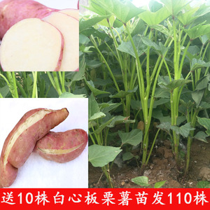 送10株 白心板栗红薯苗淀粉红薯苗商薯19红薯苗山芋苗地瓜苗100株
