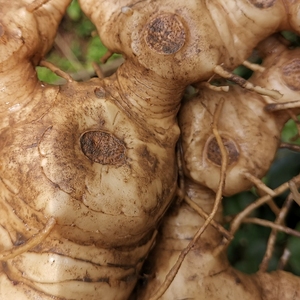 野生鲜黄精块茎芽大别山李时珍故里蕲春黄精5斤包邮买一送一斤