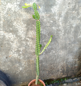 树型仙人掌柱科多肉金刚纂玉麒麟五六七棱霸王鞭植物盆栽一物一拍